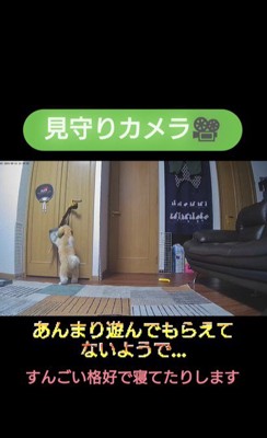 お留守番している様子は…