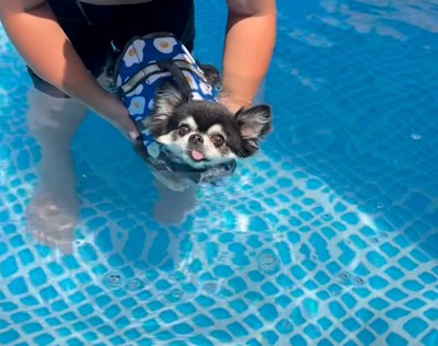 プールに入る犬