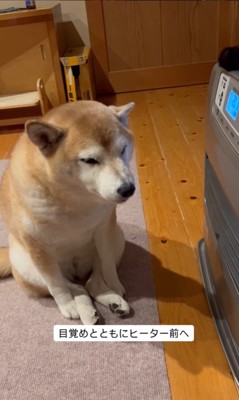 ヒーター前を陣取る茶々ちゃん7