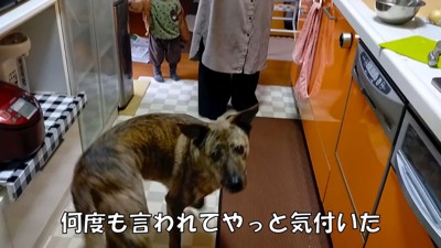 パパが戻ってきた時のりゅうさん8