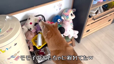ようやく発見!