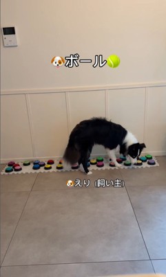飼い主さんを呼び続けるサンゴくん6