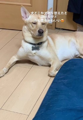 すべて可愛い…