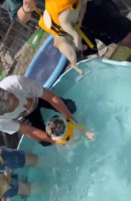 途中離脱するダイフクくん