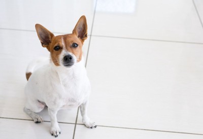 見つめる犬