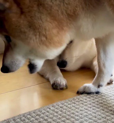 おやつが置かれていた場所を見つめる親犬