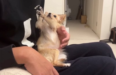膝の上で前足を伸ばす犬