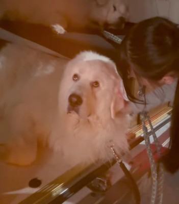 目だけ泳がせるダンボくん