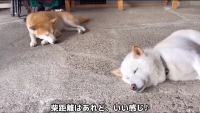 地面に寝転がって眠る白い犬