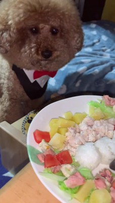 犬の正面に食べ物がのったお皿