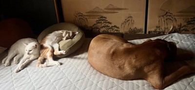 尊い