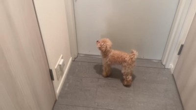 ソワソワする小殿くん