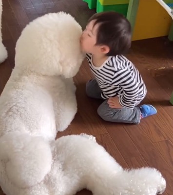 男の子にキスする大型犬