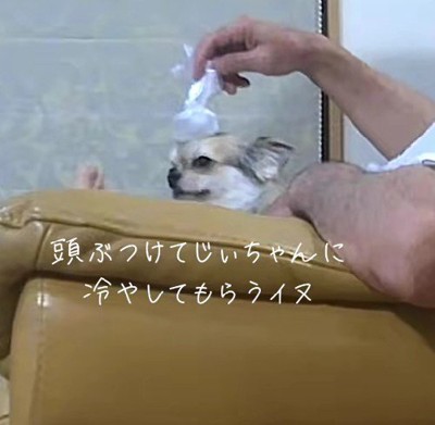 おじいちゃんが氷のうを乗せていた！