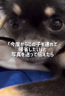 黒い小型犬の顔