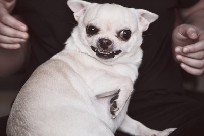 近づく手を威嚇する