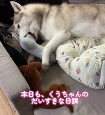 パピーのくうちゃんは…