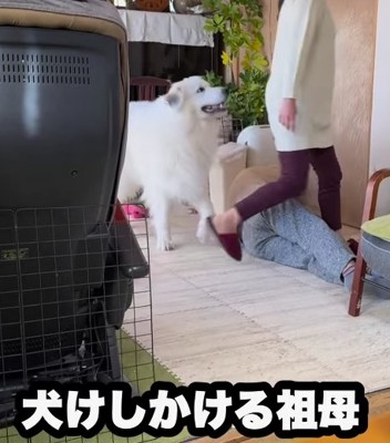 おじいちゃんを跨ぐおばあちゃんの横に超大型犬