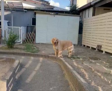 ボール