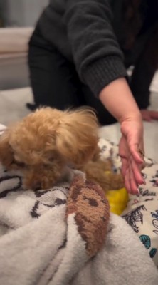 女性の手から顔を背ける犬