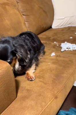 しばらく隠れるまるちゃん