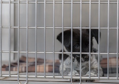 悲しそうにケージに入る子犬
