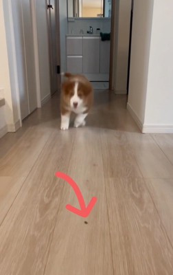 走り出すアンディ君