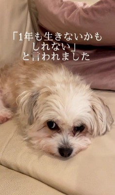 1年も生きられないかも