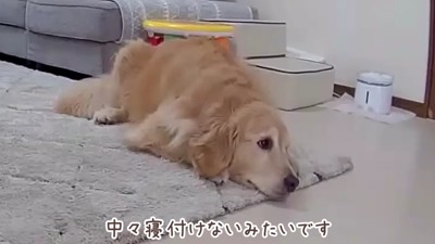 お昼寝ができない…