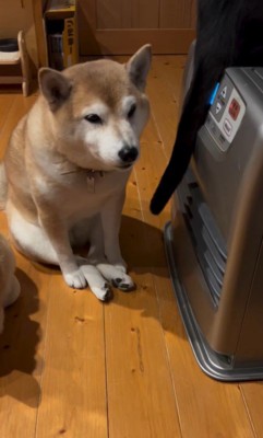 ヒーターの周りに集合する茶々ちゃんたち