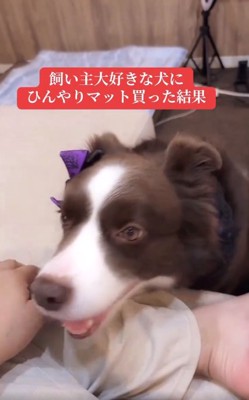 笑顔のテールちゃん