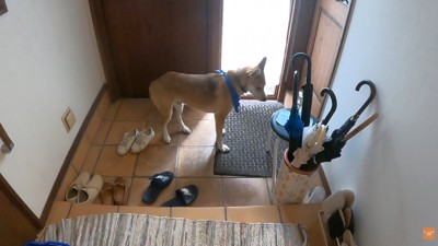 家族が出かける日のワンジローくん3