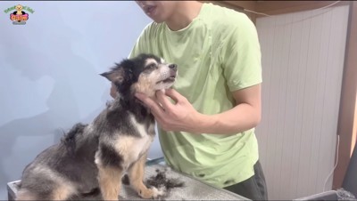 店員に毛をカットされて、目を細める犬