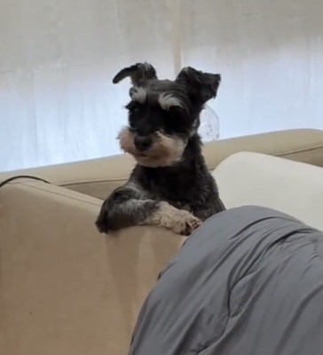 ソファの縁に前足をかける犬