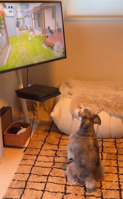 前足を上げて鳴く犬