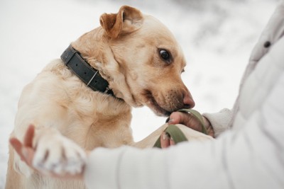 立ち上がって手のニオイを嗅ぐ犬