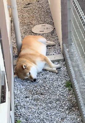 ZZZ…
