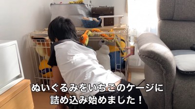 いちごちゃんのケージにぬいぐるみを入れたら2