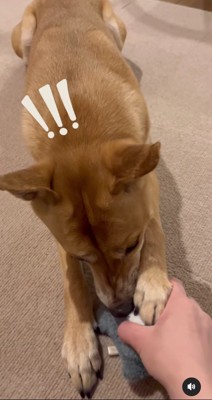 犬が咥えているおもちゃに人の手