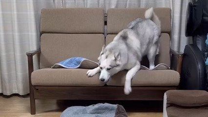 伏せる犬