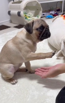 飼い主の手のひらに前足を伸ばす子犬