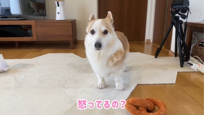 カメラ目線の犬