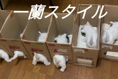 圧倒的可愛さ…♡