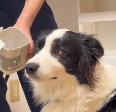 横目で男性を見る犬