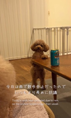 ジュリちゃんの猛抗議6