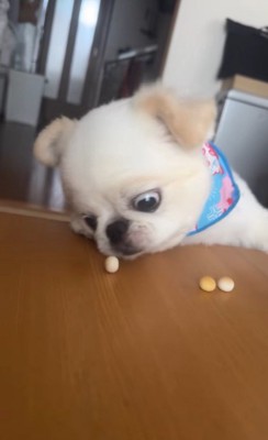 ボーロを食べたいワンコ4