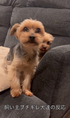 叱られる小型犬