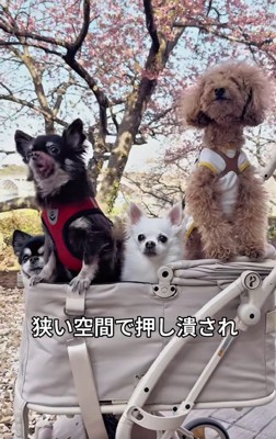 カートの端にいるここまるちゃん
