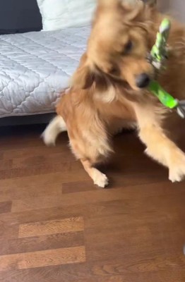 大はしゃぎでお出迎え