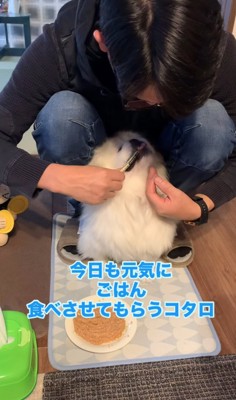 ご飯を食べさせてもらっている犬